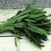 RUCOLA SELVATICA A FOGLIA LISCIA GR.50